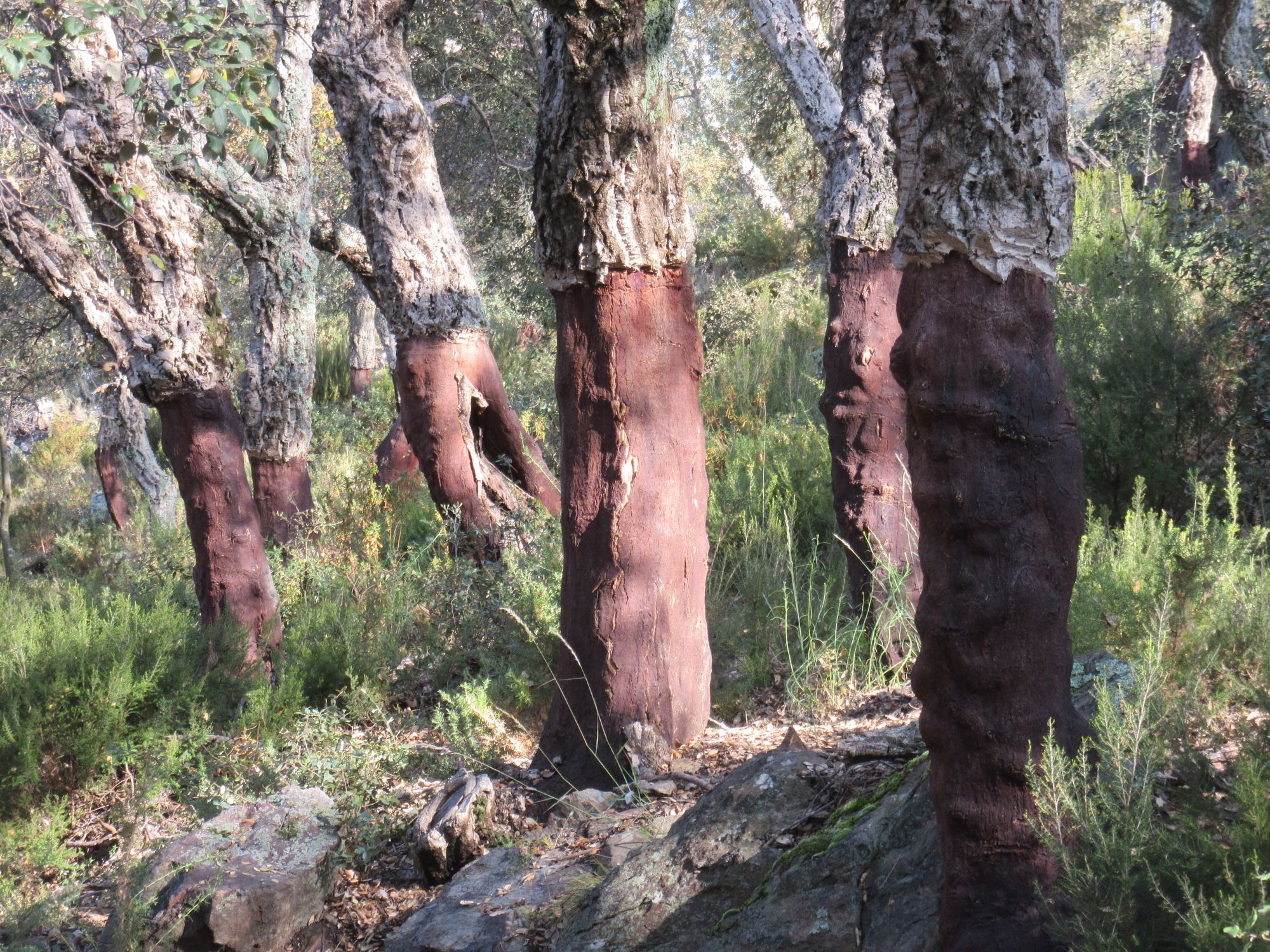 Harvested cork trees.