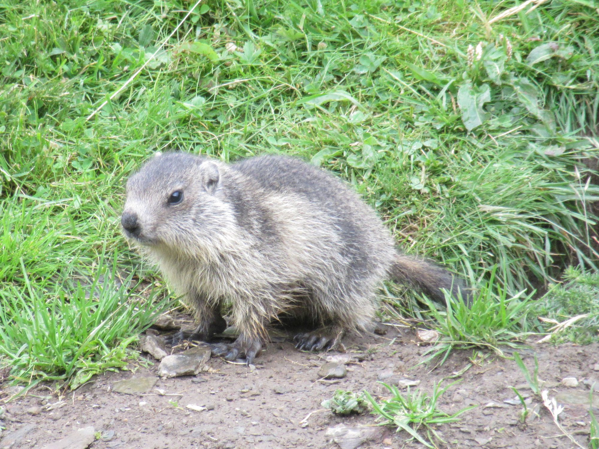 There are some very tame marmots in the Eyne valley.