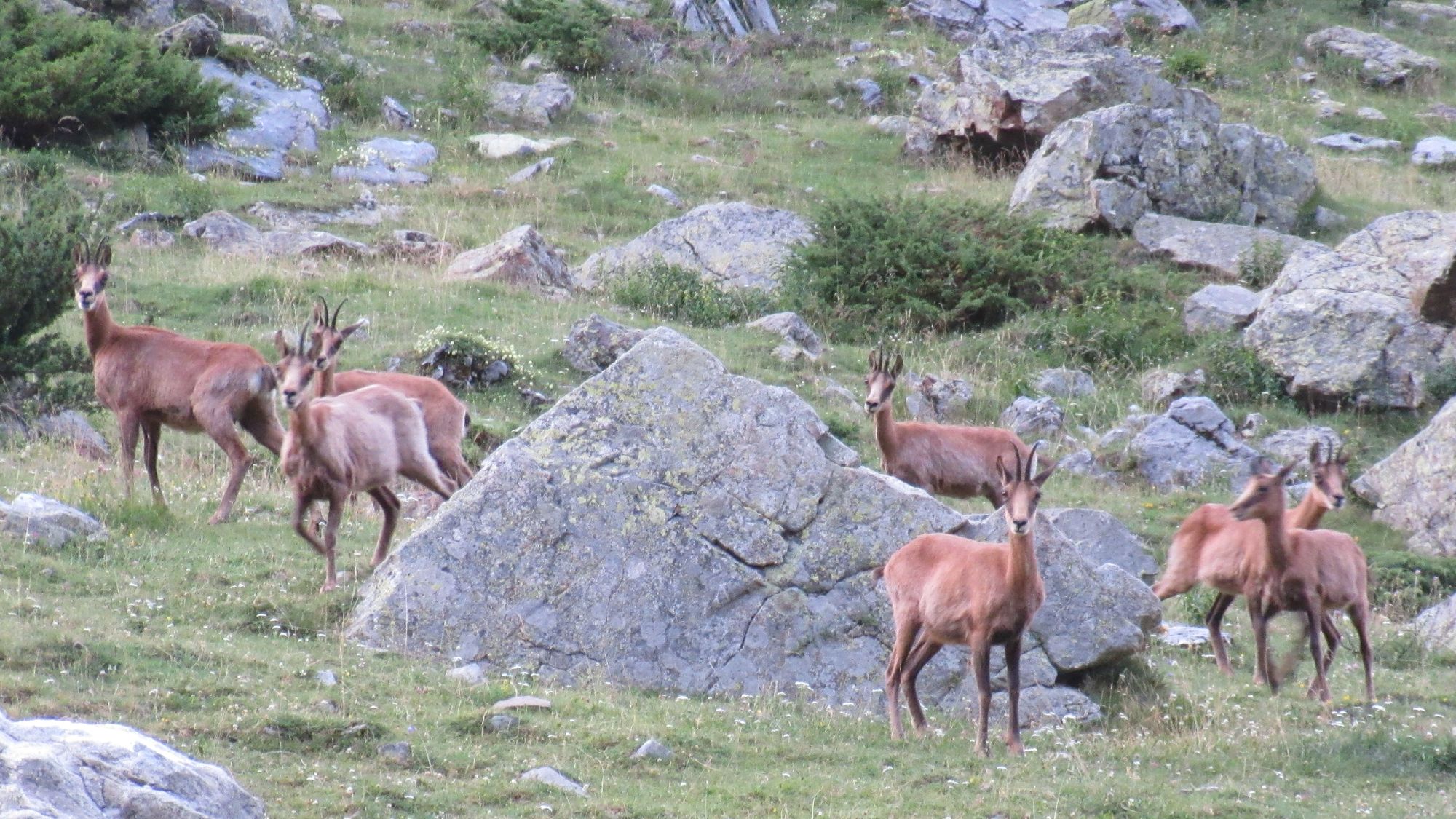 Isards outside Refugio de Barrosa.