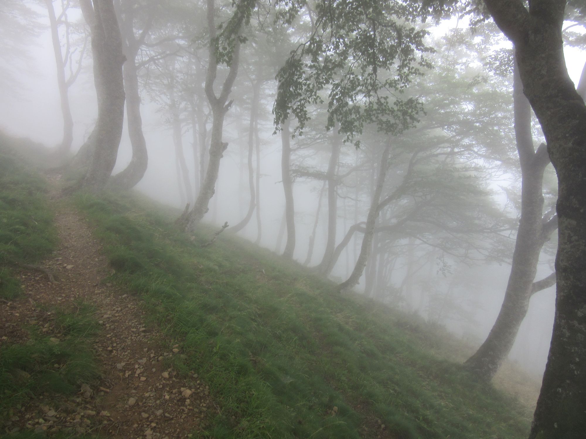 In foggy woods above Col Bagargui.