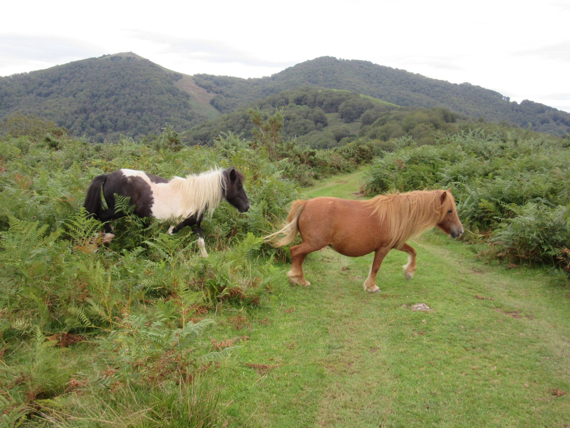 HRP 2023 east-to-west: stage 5 - Lescun to Hendaye