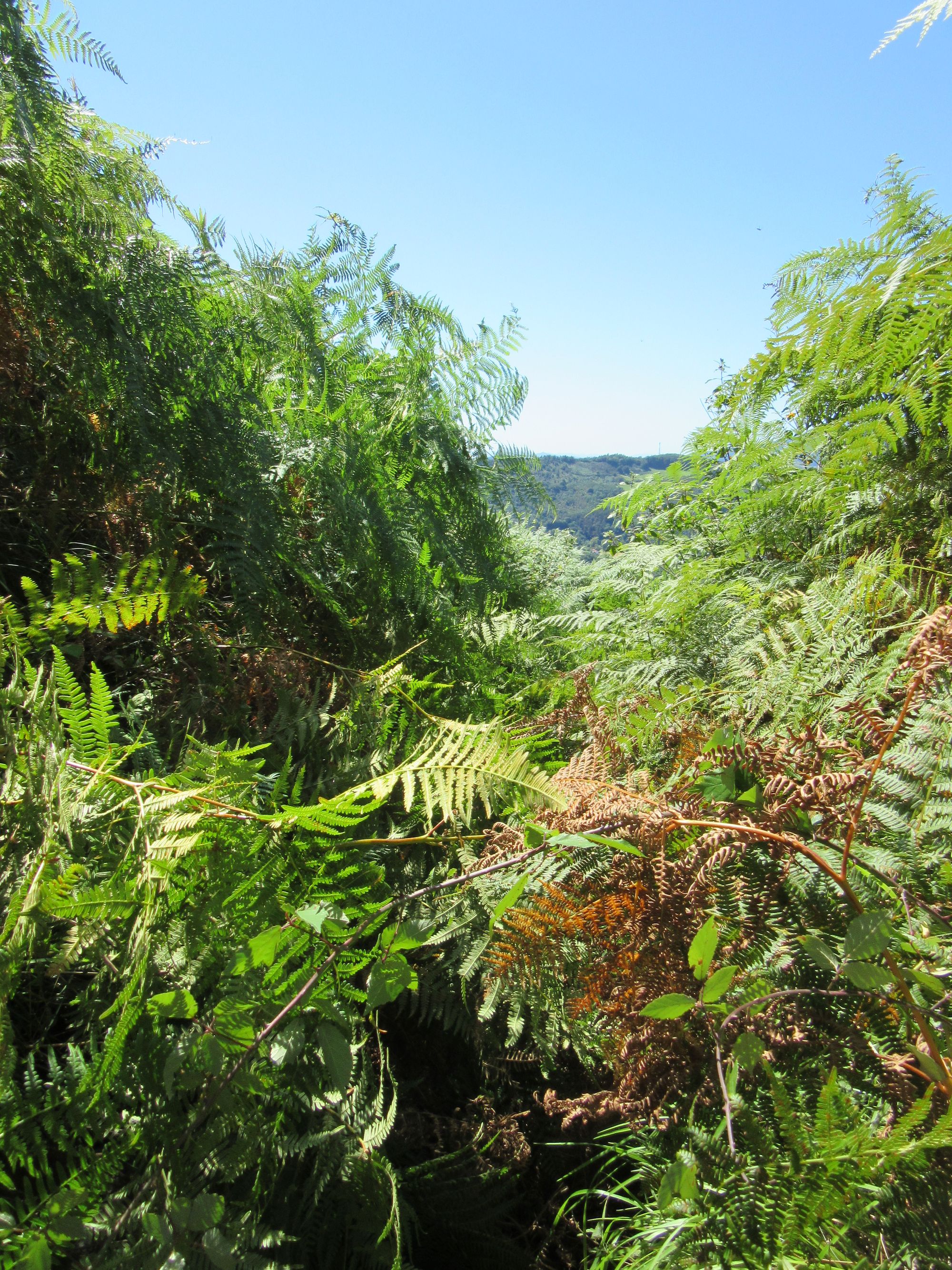 Overgrown path on Choldokogagna with head-high bracken.