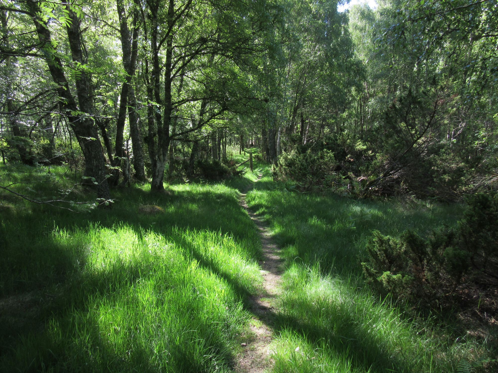 TGO Challenge 2025: Acharacle to Stonehaven via the 4000ers