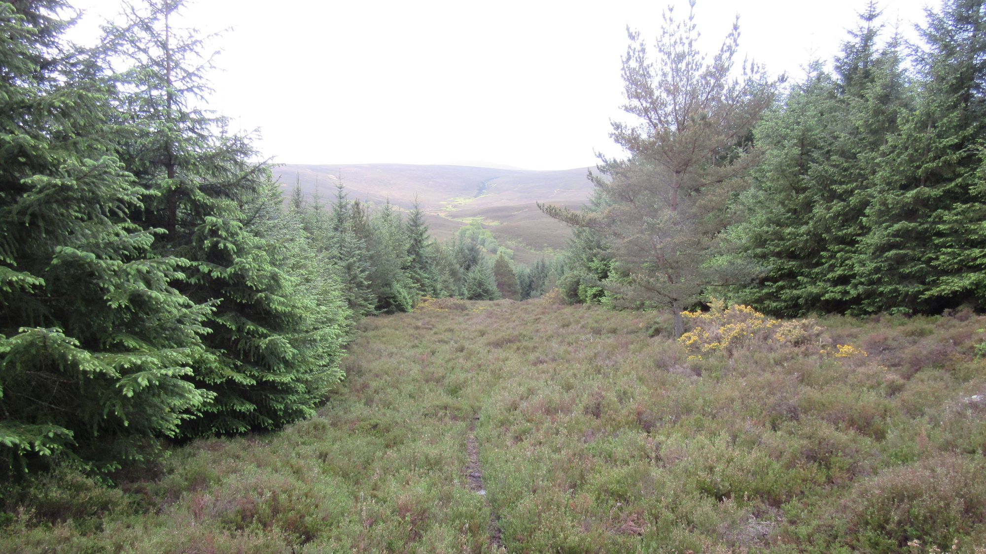 TGO Challenge 2025: Acharacle to Stonehaven via the 4000ers