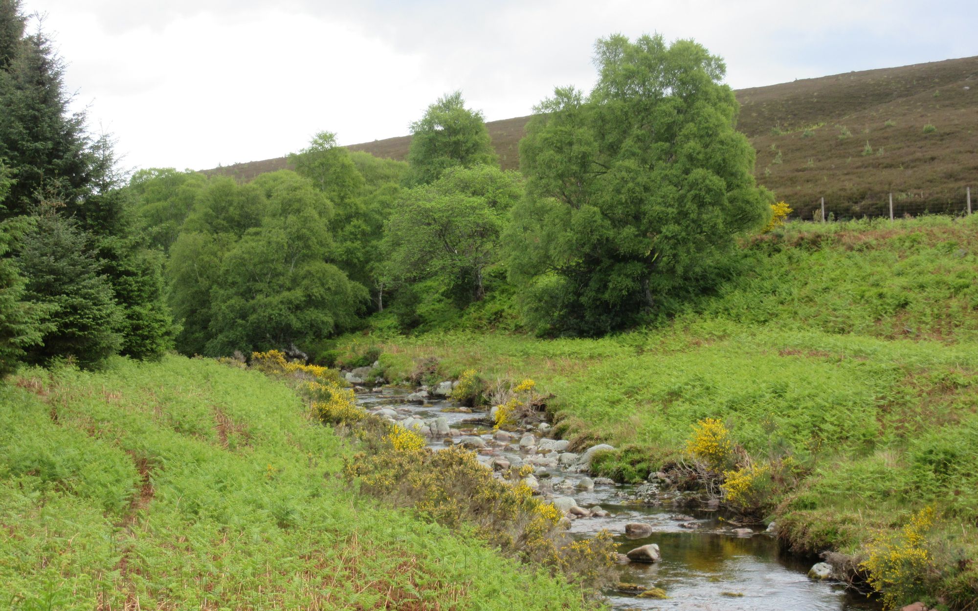 TGO Challenge 2025: Acharacle to Stonehaven via the 4000ers