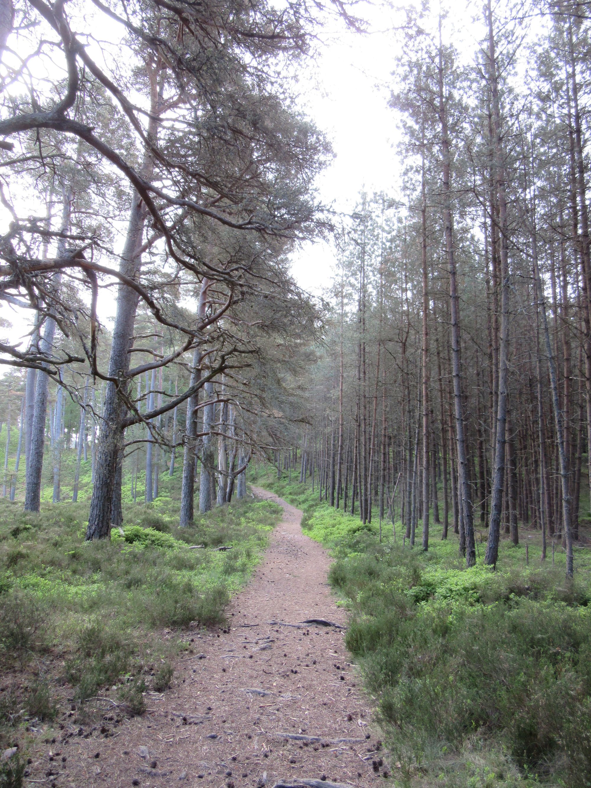 TGO Challenge 2025: Acharacle to Stonehaven via the 4000ers